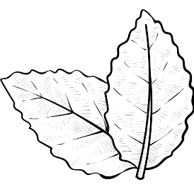 Pictogramme de feuilles vertes